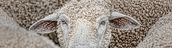 Ernest Cadegan Photography "Brenda's Sheep 73"