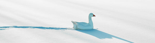 Ernest Cadegan Photography "Goose in Snow"
