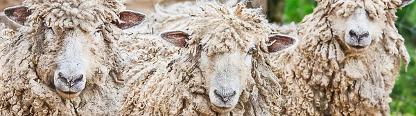 Ernest Cadegan Photographie "Le mouton de Brenda 34"