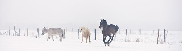 Ernest Cadegan Photographie "Jon's Ponies".