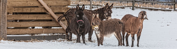 Ernest Cadegan Photographie "Karin's Donkeys & Goat".