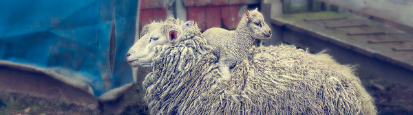 Ernest Cadegan Photographie "Pia's Sheep 10"