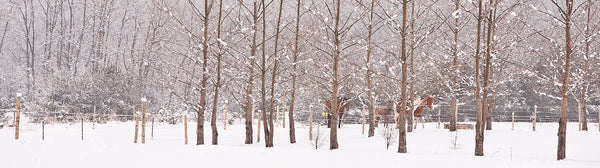 Ernest Cadegan Photographie "Snowscapes 249"