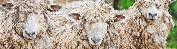 Ernest Cadegan Photography "Brenda's Sheep 34"
