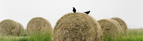 Ernest Cadegan Photography "Two Crows on the Bale"